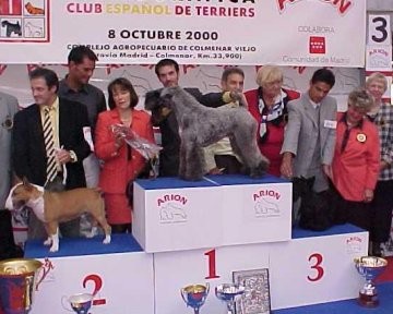 Sp/Gib/Mex/Cuban Ch /Am Ch Torum's Tino Orsini