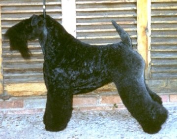 Sp Ch Torum's Miss Electra