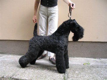 Rus Ch Torum's Smokey Chisholm