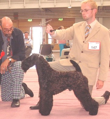 Irish Ch Torum's Hollywood Jack at Shillelagh