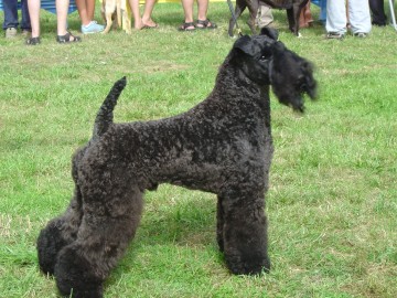 Sp Ch Perrisblu Come Uppance from Torum (Ringo)