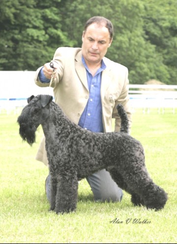 Ch Torum's Lemracdream Rainbow George