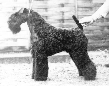 Ch Torum's El Gran Señor - Photo Dalton