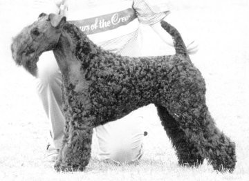 Ch Torum's Woody of Lescareiot - Photo Dave Freeman