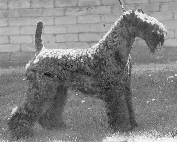 Ch Dasumianco Quietner - Photo John Hartley