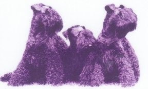 (left to right) Granemore Mary Reppin and her daughters, Torum's Agapanthus and Ch Torum's Rosa Mundi