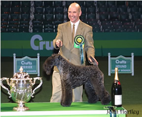 Ch Torum's Tunde Bayou RBIS Crufts 2003